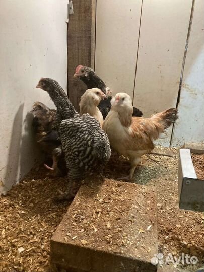 Куры петухи