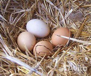 Домашние куриные яйца
