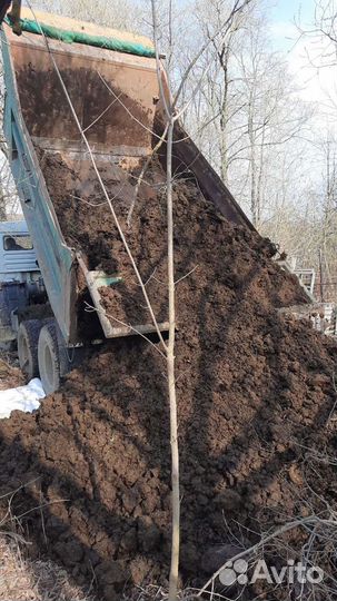 Удобрение навоз весной