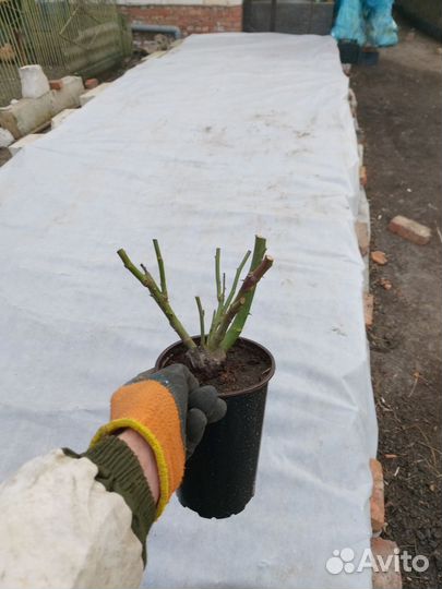 Роза на горшке