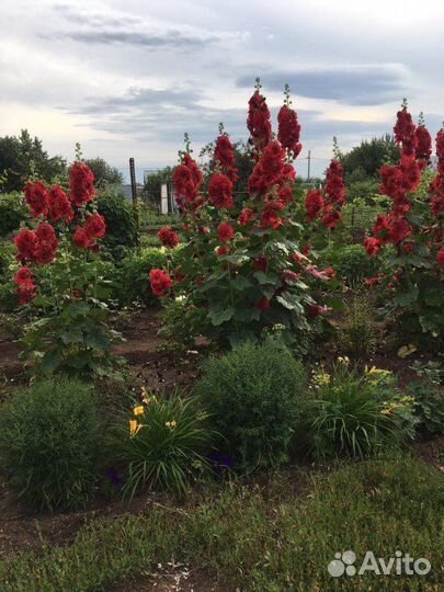 Семена мальвы махровой, шток розы