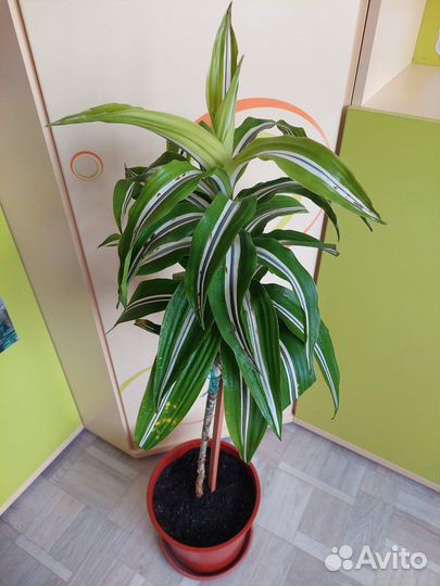 Драцена Малайка