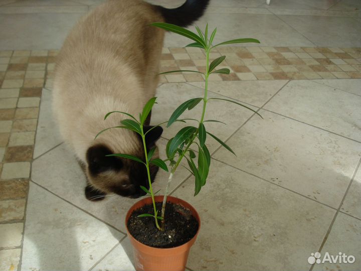 Олеандр розовый, махровый