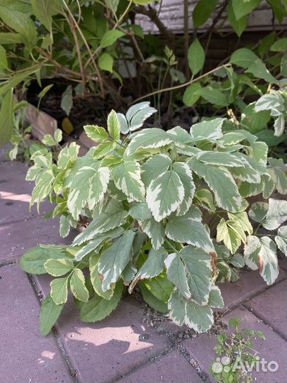 Сныть обыкновенная