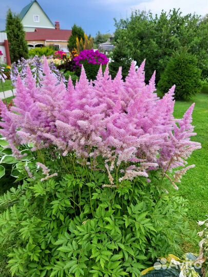 Многолетние цветы