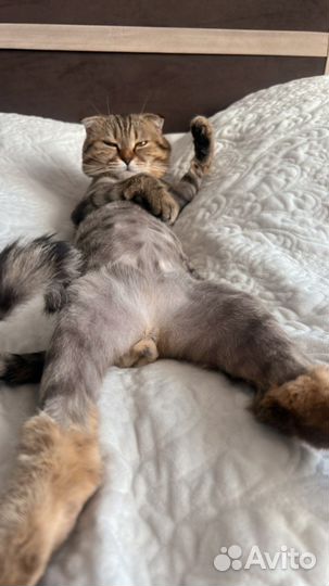 Кот ищет кошечку для вязки