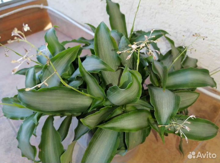 Мурдания брайт стар лечебная