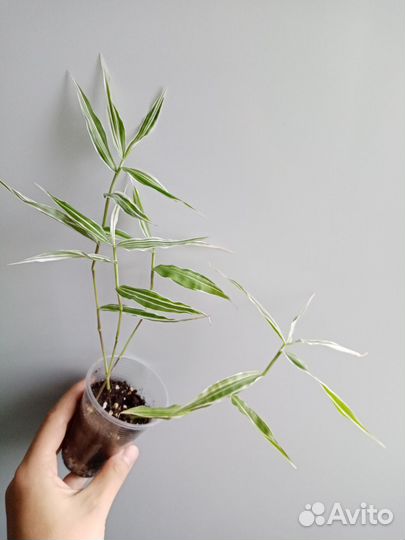 Комнатные растения