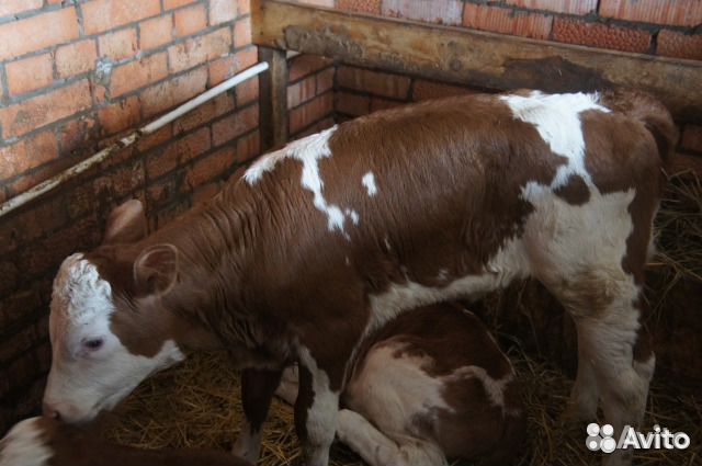 Телята для откорма