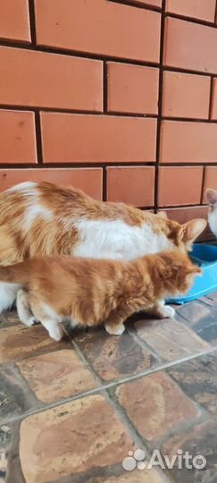 Котик бесплатно