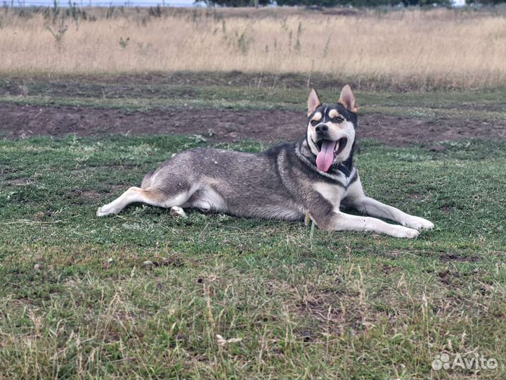 Передержка для собак