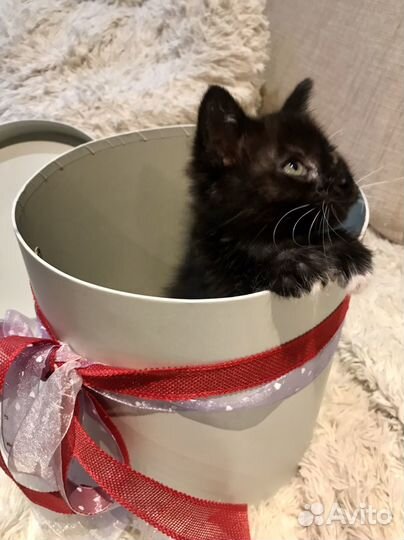 Котенок в добрые руки