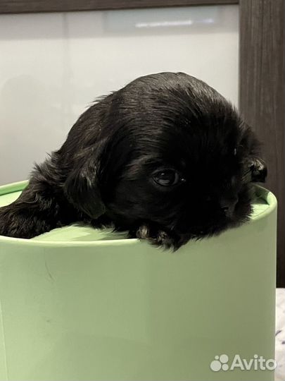 Шит цу щенки