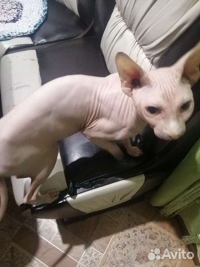 Кошки в добрые руки бесплатно