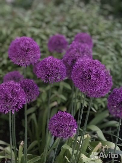 Многолетние садовые цветы