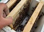 Пчеломатки апрель-май 2024