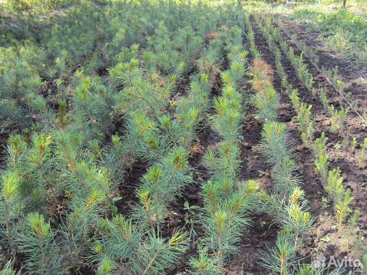 Саженцы кедра 3 года