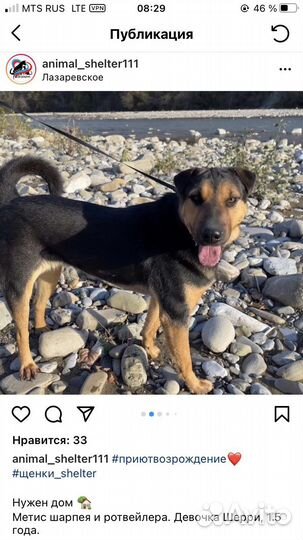 Метис Шарпея и ротвейлера. Шерри из приюта