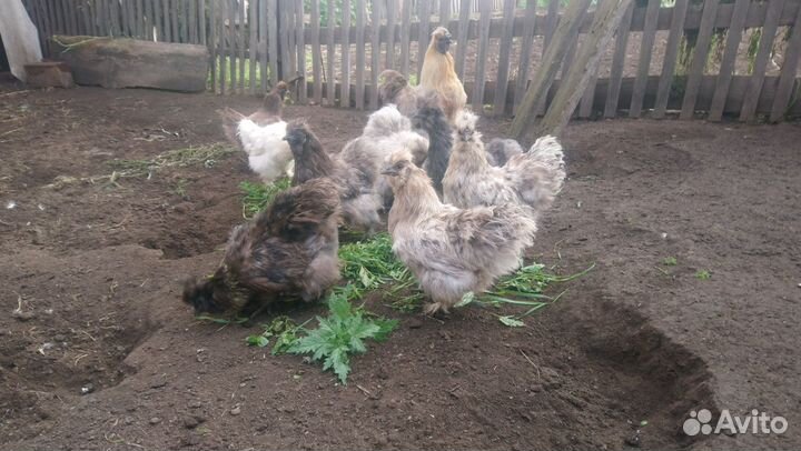 Китайская шелковая