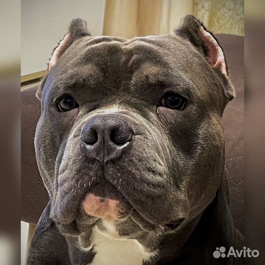 Американский булли вязка