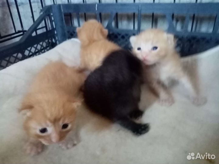 Котята и кошка в добрые руки бесплатно