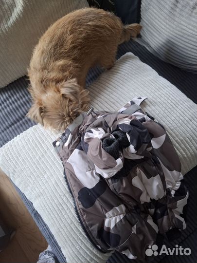 Лаира, Laira зимний комбез (сука) 3 размер