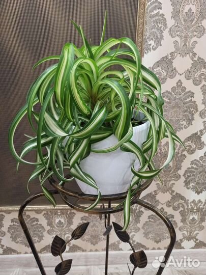 Комнатные цветы Хлорофитум