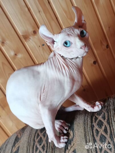Канадский сфинкс Эльф мальчик