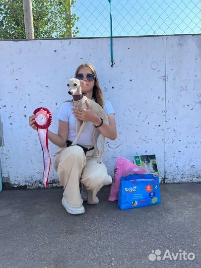 Хендлер для собак