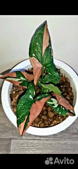 Сингониум ред спот триколор