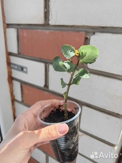 Комнатные растения