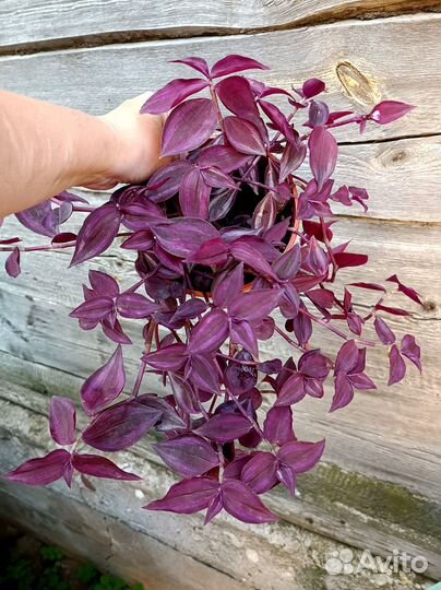 Традесканция Зебрина Burgundy / Purple Passion