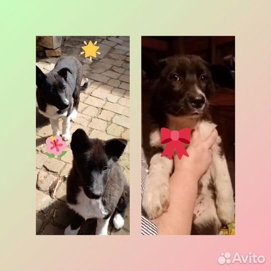 Щенки-девочки (собака-мама хаски)