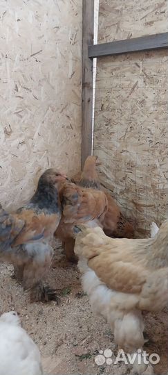 Продам петушка Брама