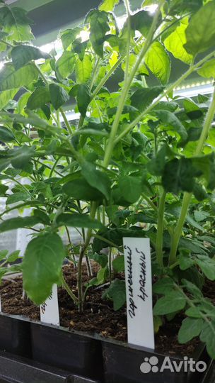 Рассада горшечных томатов черри