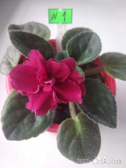 Фиалки разные