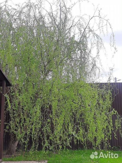 Ива Вавилонская 3х-летние саженцы