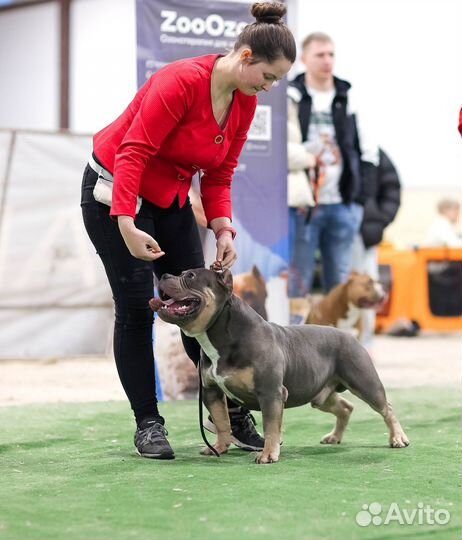 Американский Булли вязка