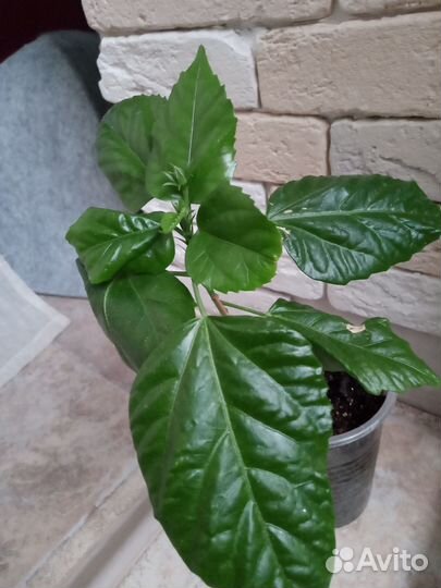 Гибискус красный махровый