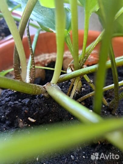 Комнатное растение