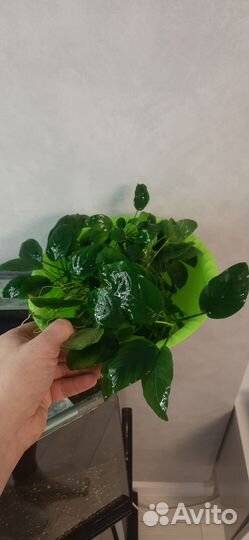 Аквариумное растение анубиас