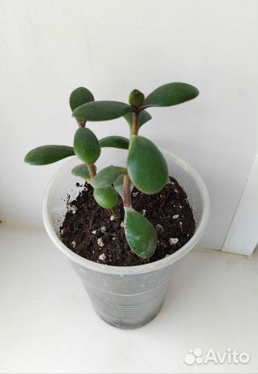 Толстянка (денежное дерево)