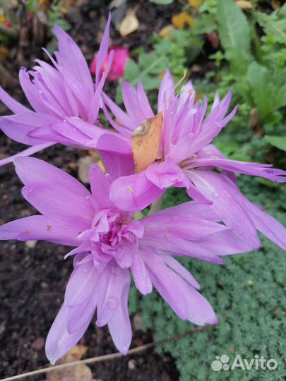 Саженцы канадской розы,желтогна,безвременника