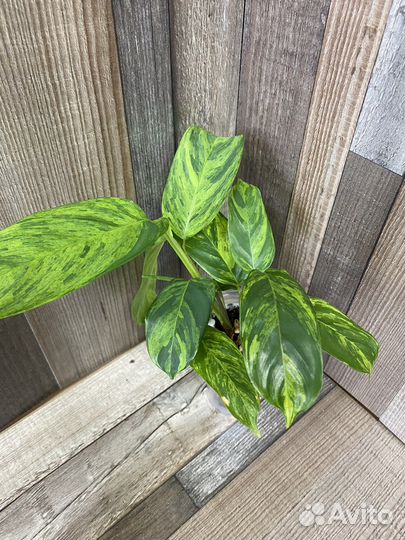 Ктенанта лубберса Е. Морре, Голден Мозаик