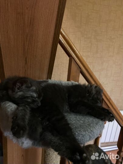 Котятки в добрые руки