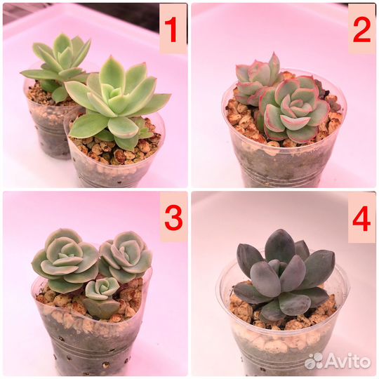 Суккуленты разные 32 вида