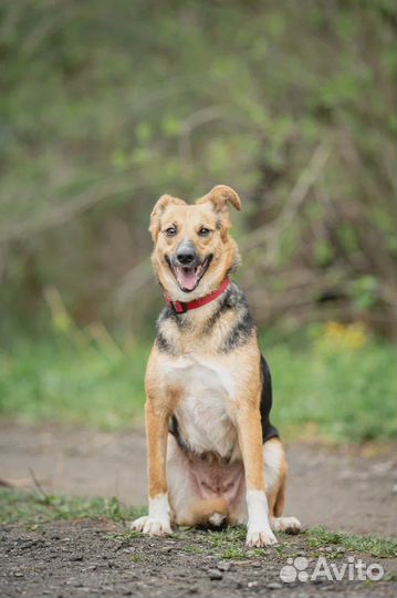 Собака в добрые руки