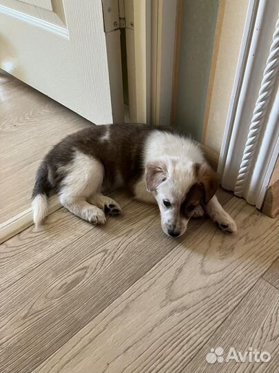 Собака в добрые руки отдам бесплатно