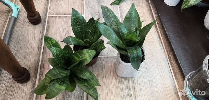 Адениум и другие комнатные цветы. Разные