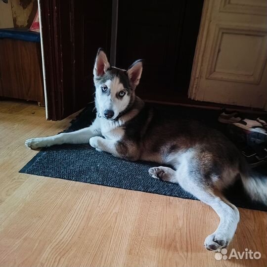Щенки хаски